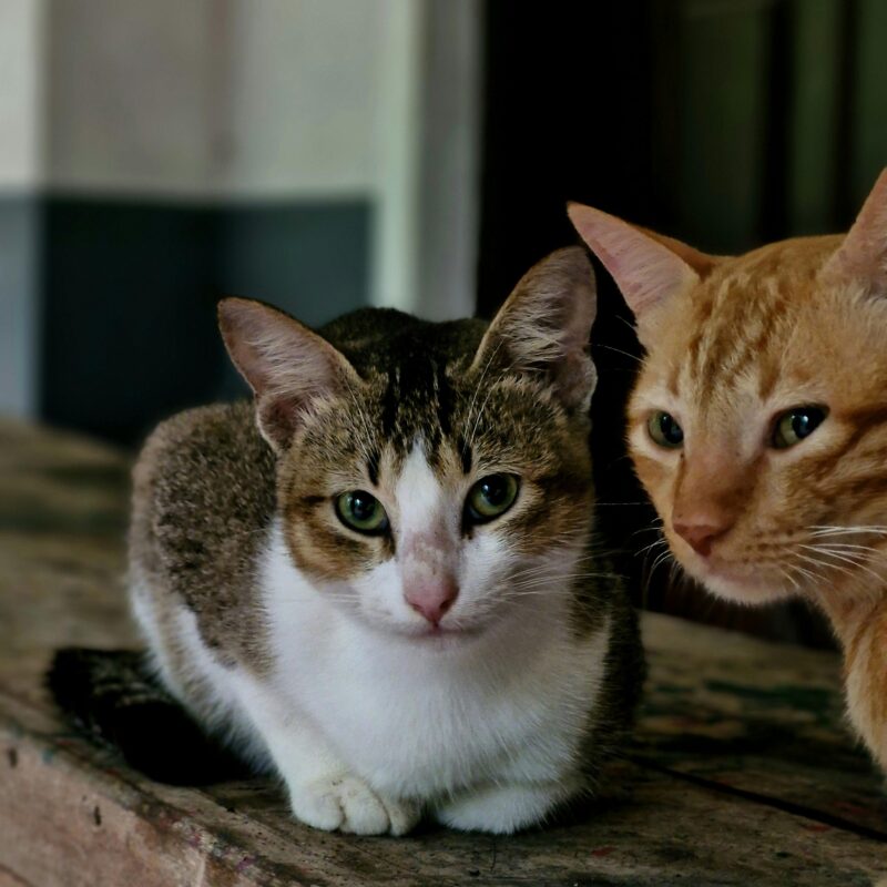 Two cats, one ginger and one tabby, resting on a wooden table indoors.